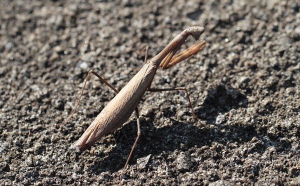 いつもカマキリは何か言いたげ。