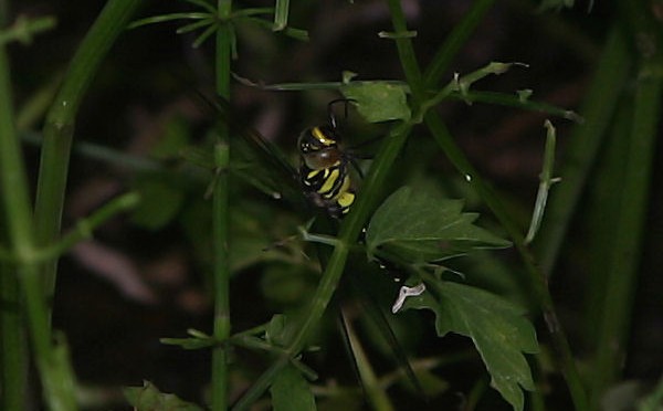 自然公園のサラサヤンマ