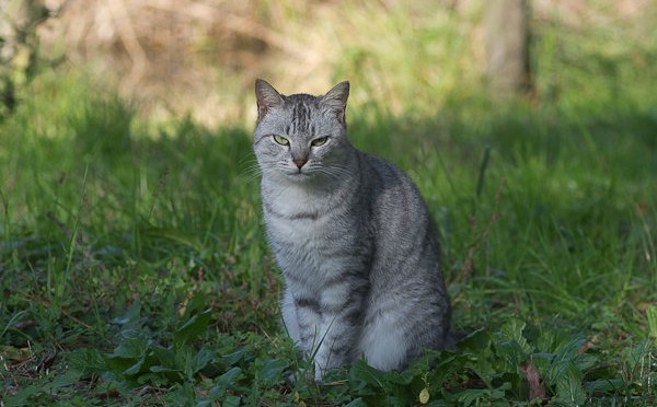 孤高ってやつかな