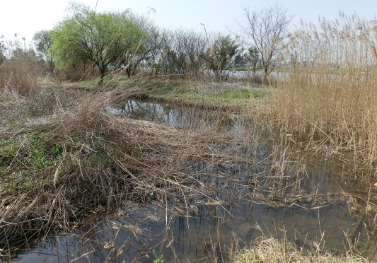 歩いて20分の土手を探索