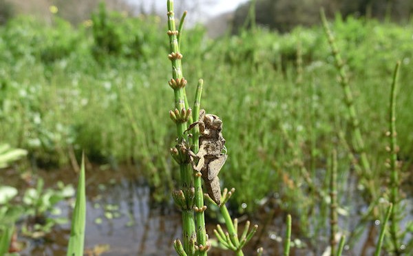 ようやく羽化を確認