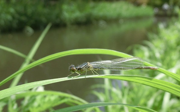 そろそろ初夏が近い水元公園