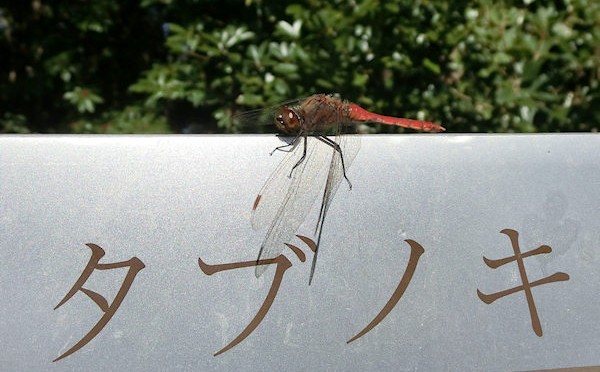 アキアカネで嬉しい水元公園