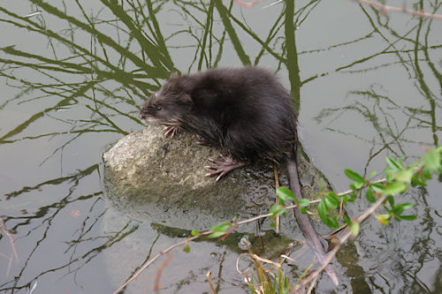 東京都立水元公園