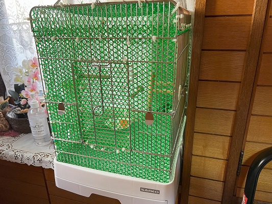 キリギリス羽化した