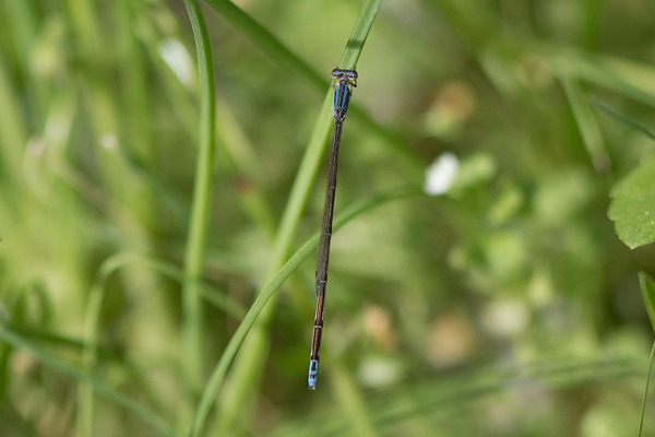 やった初物(自分では)