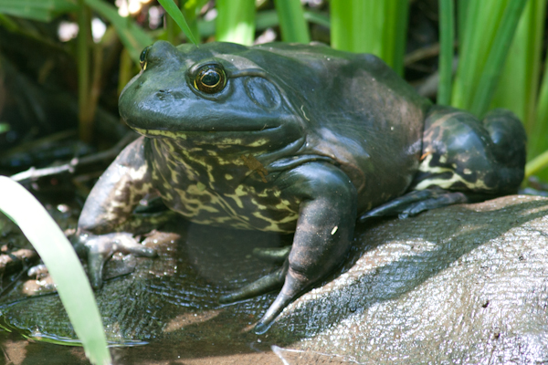 ウシガエル